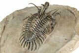 Short-Fork Walliserops Hammi Trilobite - Top Quality Example #344468-5